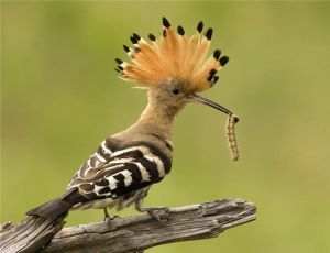 戴勝塞內加爾亞種 戴勝塞內加爾亞種