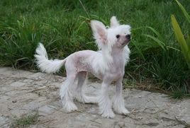 中國冠毛犬 中國冠毛犬
