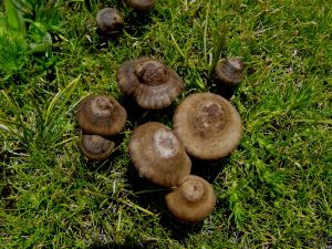 草甸子裡的蘑菇