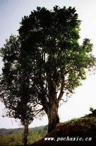 邦崴過渡型古茶樹 邦崴過渡型古茶樹