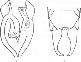 明殖肥螋線描圖