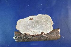 薄邊蜂窩菌 薄邊蜂窩菌