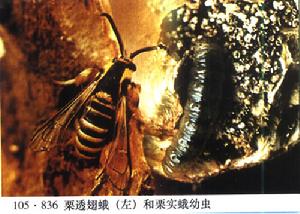 栗透翅蛾 栗透翅蛾