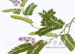 紅母雞藥 紅母雞藥