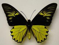 尼亞斯鳥翼裳鳳蝶(雄)