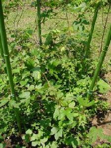 金絲苦練 金絲苦練