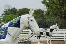 沙田馬場-彭福公園