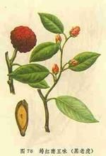 緋紅南五味 緋紅南五味