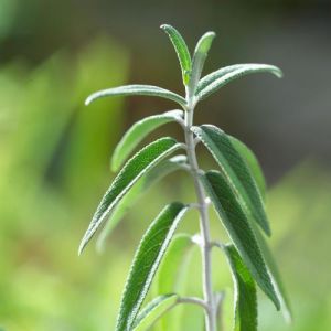 短枝香草 短枝香草