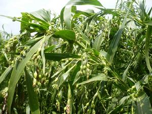 薏苡仁[禾本科植物薏苡的種仁]