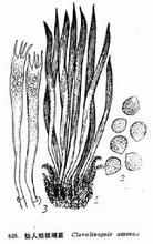 怡人擬鎖瑚菌 怡人擬鎖瑚菌