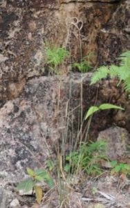 異花觿茅 異花觿茅