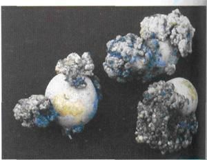 馬鈴薯癌腫病 馬鈴薯癌腫病