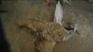 飛鳥炸彈 飛鳥炸彈