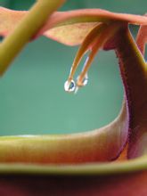 豬籠草的附屬物