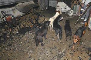 流浪狗是“香港型惡絲蟲”寄生蟲宿主