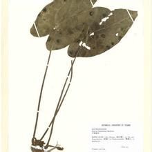 芋葉細辛 芋葉細辛