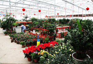 順德陳村花卉世界 順德陳村花卉世界
