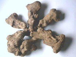 新昌白朮 新昌白朮