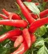 泰國朝天椒 泰國朝天椒