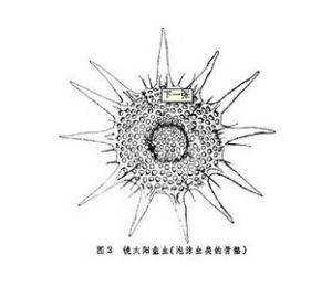 帽狀錨首蟲 帽狀錨首蟲