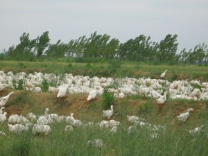 大石鄉[安徽省太湖縣大石鄉]