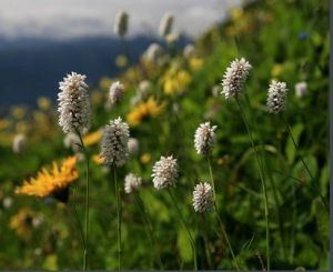 九頂山的蓼科野花——圓穗蓼