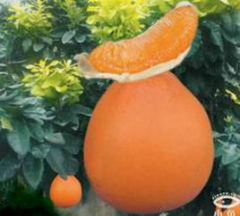 金黃蜜柚 金黃蜜柚