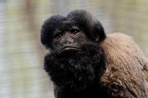 黑須僧面猴 黑須僧面猴