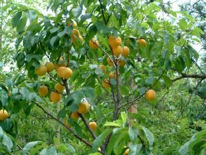 （圖）杏樹