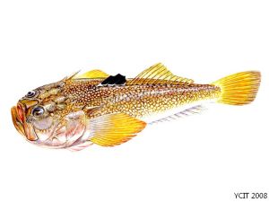 日本騰 Uranoscopus japonicus Houttuyn