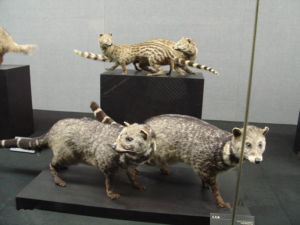 小靈貓喜馬拉雅亞種 小靈貓喜馬拉雅亞種