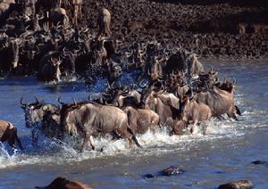 卡卡杜國家公園