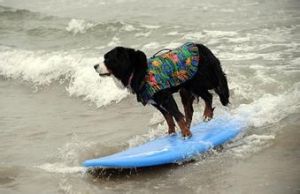 小狗衝浪比賽 小狗衝浪比賽