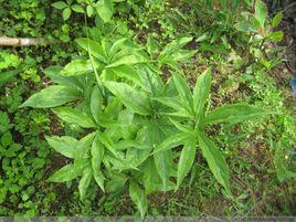 南星[半夏屬植物]