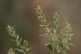 大果蟲實（原變種）