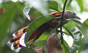 棕胸地鵑 棕胸地鵑