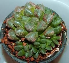 羽脈赤車 羽脈赤車