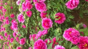 第二十七屆洛陽牡丹花會 第二十七屆洛陽牡丹花會