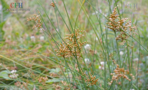 燈心草科 燈心草科