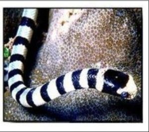 卡圖阿里 卡圖阿里