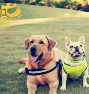 完美世界寵物樂園 完美世界寵物樂園