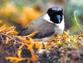 婆歐里鳥 婆歐里鳥