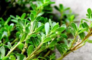 馬齒筧提取物 馬齒筧提取物