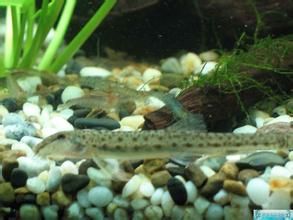 花鰍亞科 花鰍亞科