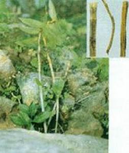 馬鞭石斛[馬鞭石斛]