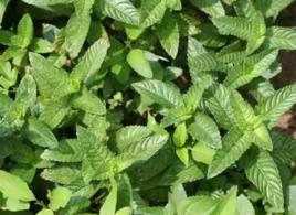 仙草[一年生草本宿根植物]