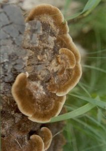 粗毛栓菌 粗毛栓菌