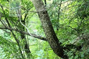 吉林關黃柏 吉林關黃柏