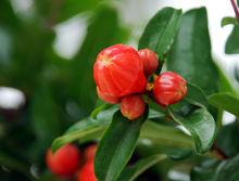 石榴花骨朵